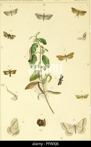 . LeÌpidopteÌrologie. I lepidotteri. ANNALES DES SCIENCES NATURELLES DE CANNES annee 1875, PI. I. Foiyade. pf F.MUlitiiis M-mM. Ho 1 et -2 C^elechia Ari^tottdÃ¹', Uill. II "Un Enyioplieroy MirhytleUa,, Uill. H Ij. e4 t&GT; YpsohphiÃ¹i- MiUiet-elLas; Ju. IV 6 SciapfÃ Ja. CanuÃ¹'/ma, Mil. V j et 8 ButaJiÃ'- CÃ¹shmim , Uill. VI g Penthtna Si/f/uina, IfiU. VU u) et II MafoplUeps CorjicMict, H. S. WI Vi e4..ii Oc/LtentiMirtetia Hederamm, MiU. Vf. lil. et i5 AafuUirca Thairmjynonuiy, Uill.. Si prega di notare che queste immagini vengono estratte dalla pagina sottoposta a scansione di immagini che possono essere state migliorate digitalmente per ri Foto Stock