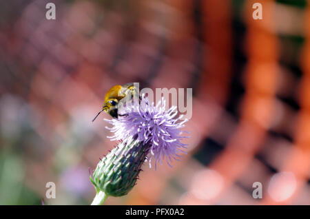 Un'ape rovistando su un fiore viola Foto Stock