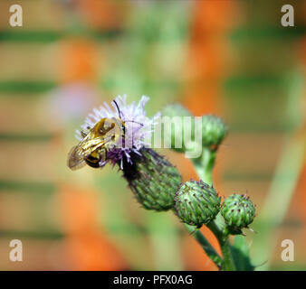 Un'ape rovistando su un fiore viola Foto Stock