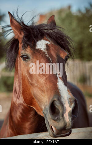 Bellissimo cavallo marrone, close-up di museruola, grazioso sguardo, mane, lo sfondo del campo in esecuzione, corral, alberi Foto Stock