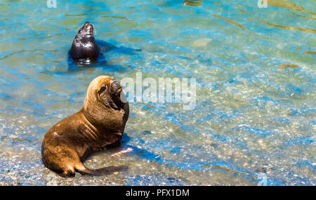 Sud Americana di pelliccia sigillo, Puerto Montt, Cile. Copia spazio per il testo Foto Stock