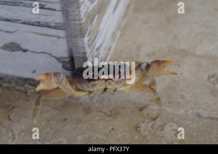 Piccola terra crab fuoriesca dal fotografo Foto Stock