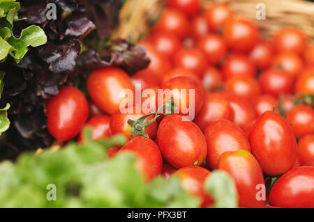 Organici roma freschi pomodori, a produrre il giorno in Daylesford Lake House, Victoria, Australia Foto Stock