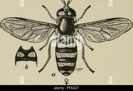 . La cultura e le malattie del pisello dolce. i6o malattie del pisello dolce Syrphid flies. Syrphus ribesii. In compagnia con la pianta i pidocchi sono visti verdastra, piatto sticky cercando ''worm,". FIG. 34. SYRPHID FLY, Syrphus Americafius, la cui larva si nutre di verde primavera APHIS e anche sul pisello dolce APHIS, O FEMMINA VOLARE. b secondo ABDOM- segmento inale del maschio. (Dopo Webster e fil- IPS.) che sono evidenziati in corrispondenza di una estremità e sembrano non avere distinta testa, gli occhi o le gambe. Queste sono le larve o vermi di due- volare alato comunemente noto come Syrphid o fiore Fly. I vermi ottenere il loro cibo da pu Foto Stock