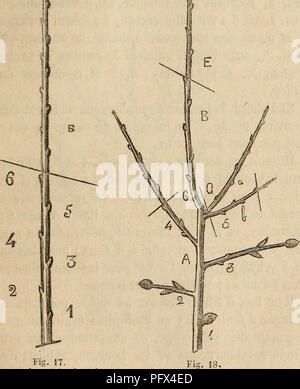 . Cultura des arbres fruitiers aÌ tout vent. Frutti-coltura. lre annÃ©e. Soit le rameau B, (fig. 17), taille au- dessus de l'Åil 6 Ã environ 0m,30 de sa base, Tan- nÃ©e de la plantation de l'arbre ; la pousse est- ordinai io . Rameau de poirier (1 Un). 2e annÃ©e'(hiver). rement peu vigoreuse cette annÃ©e, tout pincement est inutile. A l'hiver suivant, le rÃ©sultat de la vía©gÃ©- tazione est reprÃ©sentÃ© parla fig. 48. 5. Si prega di notare che queste immagini vengono estratte dalla pagina sottoposta a scansione di immagini che possono essere state migliorate digitalmente per la leggibilità - Colorazione e aspetto di queste illustrazioni possono Foto Stock