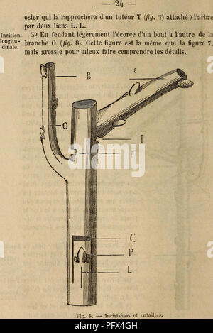 . Cultura des arbres fruitiers aÌ tout vent. Frutti-coltura. Cette incisione doit Ãªtre faite avec pointe delÃ serpette ou du greffoir, sans pí©nÃ©trer dans l'aubier; la circolazione de la. Si prega di notare che queste immagini vengono estratte dalla pagina sottoposta a scansione di immagini che possono essere state migliorate digitalmente per la leggibilità - Colorazione e aspetto di queste illustrazioni potrebbero non perfettamente assomigliano al lavoro originale. Issartier, Henri b. 1816. [Dal vecchio catalogo]. Parigi, P. Dupont Foto Stock