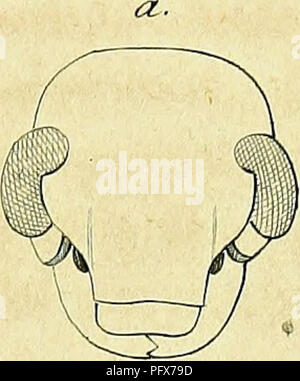 Questa immagine proviene da un'opera completa di Guérin-Méneville e Percheron che descrive dettagliatamente i generi di insetti. Il libro fornisce ampie descrizioni dei generi di insetti, concentrandosi sui loro tratti morfologici e sulla classificazione. Foto Stock