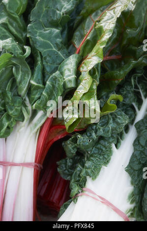 Un mazzetto di organico rainbow chard Foto Stock