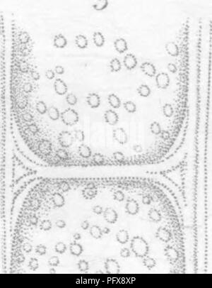 . Principi di anatomia e fisiologia della cellula vegetale. Impianto di cellule e tessuti. AKATOMY 8c la fisiologia del vegetale CELT. 9i&GT; un'O.. Si prega di notare che queste immagini vengono estratte dalla pagina sottoposta a scansione di immagini che possono essere state migliorate digitalmente per la leggibilità - Colorazione e aspetto di queste illustrazioni potrebbero non perfettamente assomigliano al lavoro originale. Mohl, Hugo von, 1805-1872; Henfrey, Arthur, 1819-1859. Londra, J. Van Voorst Foto Stock