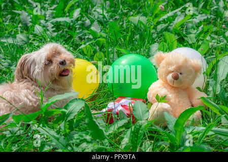 Simpatico cane peloso seduto sull'erba verde, custodisce un grappolo di palloncini colorati, un regalo rossa e un orso di peluche, in una giornata di sole dell'estate. Foto Stock