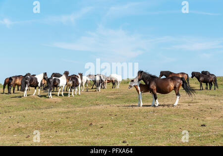 Pony di pascolare su Dartmoor Devon, Regno Unito Foto Stock