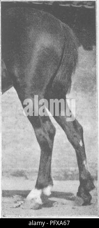 . Punti del cavallo; un trattato sulla conformazione, movimenti, razze e di evoluzione del cavallo. I cavalli. M. H. H. Fig. 316.-garretti a falce. M, H.H. Fig. 317.-TiEU-iN sotto il garretto.. Si prega di notare che queste immagini vengono estratte dalla pagina sottoposta a scansione di immagini che possono essere state migliorate digitalmente per la leggibilità - Colorazione e aspetto di queste illustrazioni potrebbero non perfettamente assomigliano al lavoro originale. Hayes, M. Orazio (Matteo Orazio), 1842-1904. Londra, W. Thacker &AMP; co Foto Stock