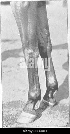 . Punti del cavallo; un trattato sulla conformazione, movimenti, razze e di evoluzione del cavallo. I cavalli. M. H. H, Fig. 305.-ossa di garretti troppo leggero. M. H. H. a faccia p. 202. Fig. 306.-montante Pasterns.. Si prega di notare che queste immagini vengono estratte dalla pagina sottoposta a scansione di immagini che possono essere state migliorate digitalmente per la leggibilità - Colorazione e aspetto di queste illustrazioni potrebbero non perfettamente assomigliano al lavoro originale. Hayes, M. Orazio (Matteo Orazio), 1842-1904. Londra, W. Thacker &AMP; co Foto Stock