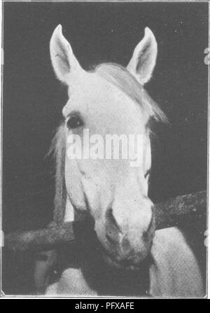 . Punti del cavallo; un trattato sulla conformazione, movimenti, razze e di evoluzione del cavallo. I cavalli. . Si prega di notare che queste immagini vengono estratte dalla pagina sottoposta a scansione di immagini che possono essere state migliorate digitalmente per la leggibilità - Colorazione e aspetto di queste illustrazioni potrebbero non perfettamente assomigliano al lavoro originale. Hayes, M. Orazio (Matteo Orazio), 1842-1904. Londra, W. Thacker &AMP; co Foto Stock