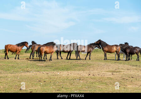 Pony di pascolare su Dartmoor Devon, Regno Unito Foto Stock