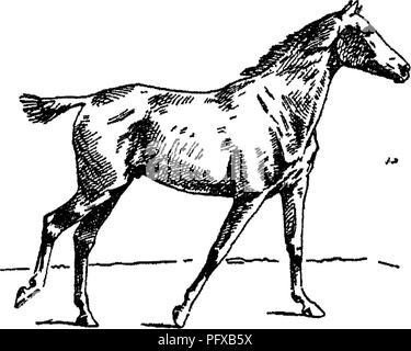 . Punti del cavallo; un trattato sulla conformazione, movimenti, razze e di evoluzione del cavallo. I cavalli. Fig. 116, Fig. 117.. Si prega di notare che queste immagini vengono estratte dalla pagina sottoposta a scansione di immagini che possono essere state migliorate digitalmente per la leggibilità - Colorazione e aspetto di queste illustrazioni potrebbero non perfettamente assomigliano al lavoro originale. Hayes, M. Orazio (Matteo Orazio), 1842-1904. Londra, W. Thacker &AMP; co Foto Stock