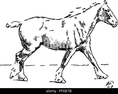 . Punti del cavallo; un trattato sulla conformazione, movimenti, razze e di evoluzione del cavallo. I cavalli. Fig 109 diagonale a destra (2ND Timf) figura n. Si prega di notare che queste immagini vengono estratte dalla pagina sottoposta a scansione di immagini che possono essere state migliorate digitalmente per la leggibilità - Colorazione e aspetto di queste illustrazioni potrebbero non perfettamente assomigliano al lavoro originale. Hayes, M. Orazio (Matteo Orazio), 1842-1904. Londra, W. Thacker &AMP; co Foto Stock