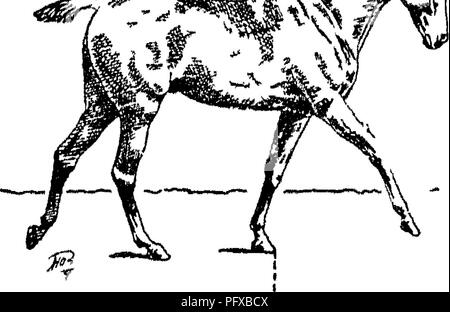 . Punti del cavallo; un trattato sulla conformazione, movimenti, razze e di evoluzione del cavallo. I cavalli. La figura S3 Fig. 84. Si prega di notare che queste immagini vengono estratte dalla pagina sottoposta a scansione di immagini che possono essere state migliorate digitalmente per la leggibilità - Colorazione e aspetto di queste illustrazioni potrebbero non perfettamente assomigliano al lavoro originale. Hayes, M. Orazio (Matteo Orazio), 1842-1904. Londra, W. Thacker &AMP; co Foto Stock