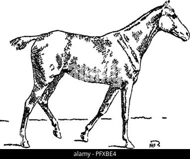 . Punti del cavallo; un trattato sulla conformazione, movimenti, razze e di evoluzione del cavallo. I cavalli. La figura 77-Diagonale sinistra. Figura 78.-fine di Lei-ho diagonale.. Si prega di notare che queste immagini vengono estratte dalla pagina sottoposta a scansione di immagini che possono essere state migliorate digitalmente per la leggibilità - Colorazione e aspetto di queste illustrazioni potrebbero non perfettamente assomigliano al lavoro originale. Hayes, M. Orazio (Matteo Orazio), 1842-1904. Londra, W. Thacker &AMP; co Foto Stock
