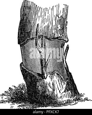 . Pera di cultura per il profitto. Le pere. Una struttura ad albero GIBDLEB. 119 una posizione Tipriglit. Tlie tree è stata liring e guardare- ing perfettamente sani. Essa è stata sostenuta su tre colonne corte, con la parte del corpo che era stato cinto, morti e rimosso, lasciando così un'apertura del tronco dell'albero tra il col- umns. Ricordando l'esperienza di successo con il ciliegio, vorrei ora insieme al lavoro; preparati i rampolli smussando di loro sullo stesso lato in corrispondenza di entrambe le estremità e con un coltello in erba fatta un'apertura su entrambi i bordi superiore e inferiore della corteccia. In ogni albero che era completamente cinto, ho inserte Foto Stock