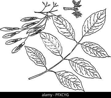 Questo libro discute vari aspetti della silvicoltura, tra cui l'identificazione e le caratteristiche delle specie arboree come la cenere bianca. Esso copre anche le tecniche per distinguere tra diversi tipi di ceneri in base alle loro foglie, fiori e frutti. Foto Stock