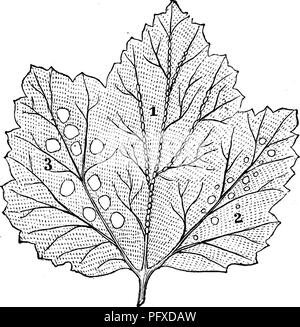 Questo lavoro riguarda gli insetti dannosi per le colture da frutto, con particolare attenzione ai parassiti come la mosca del ribes rosso. Descrive il loro aspetto, il loro comportamento e i danni che causano alle colture. Le illustrazioni aiutano a identificare e comprendere questi parassiti. Foto Stock