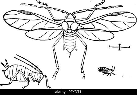 Questa illustrazione tratta da "insetti dannosi per la frutta" evidenzia il ciclo di vita dei parassiti che danneggiano le colture di mele. Descrive le prime fasi dello sviluppo dei parassiti, dalle uova ai pidocchi completamente coltivati che si nutrono di gemme e foglie teneri, causando danni agli alberi da frutto. I falegnami dettagliati forniscono informazioni sull'impatto di questi parassiti sulla produzione agricola. Foto Stock