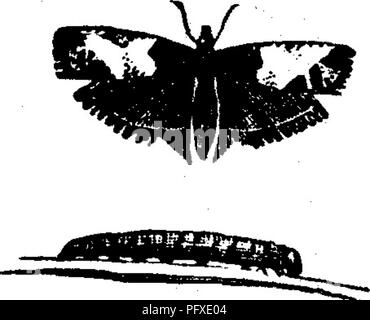 Questa illustrazione di *insetti dannosi per i frutti* raffigura una specie di falena che si rivolge alle colture da frutto. L'illustrazione mostra le fasi del suo sviluppo, dal bruco alla crisalide, ed evidenzia le caratteristiche frontali marrone pallido della falena con macchie bianche argentate. L'impatto della falena sulle colture da frutto e la sua identificazione sono fondamentali per gli sforzi di controllo degli organismi nocivi. Foto Stock