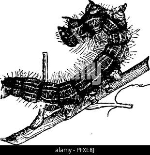 . Insetti dannosi per la frutta. Illustrato con quattro cento e quaranta legno-tagli. Pesti di insetto. Q2 insetti dannosi per gli Apple. le foglie, lungo i margini della quale viene visualizzata una riga di nero brillante teste, con ogni bocca alacremente impegnati in de- vouring la porzione vicino ad essa, e quando la Fig. 55. il pasto è finito si dispongono affiancati lungo i rami che hanno strappato. Se un ramo non permettersi cibo a sufficienza, attaccano un altro; e quando pieno cresciuto e pronto a trans- forma, hanno quasi tutti lasciare la struttura al tempo stesso scendendo dalla notte al suolo, dove essi Foto Stock