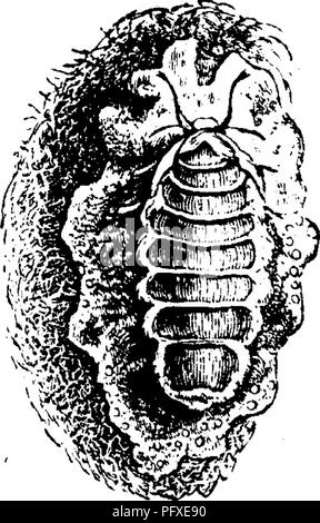 . Insetti dannosi per la frutta. Illustrato con quattro cento e quaranta legno-tagli. Pesti di insetto. . Si prega di notare che queste immagini vengono estratte dalla pagina sottoposta a scansione di immagini che possono essere state migliorate digitalmente per la leggibilità - Colorazione e aspetto di queste illustrazioni potrebbero non perfettamente assomigliano al lavoro originale. Saunders, William, 1836-1914. Philadelphia, J. B. Lippincott &AMP; Co Foto Stock