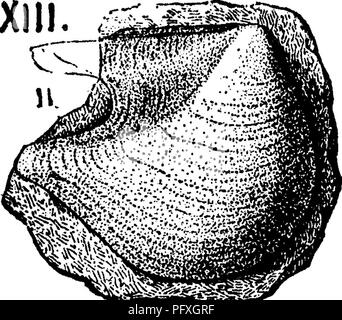 . Un dizionario dei fossili di Pennsylvania e gli Stati limitrofi denominato nelle relazioni e nei cataloghi del sondaggio ... Paleontologia. Mono. 418 5, fig. 1, cast lasciato dalla dissoluzione delle fonti fossili; fig. 2, Calco in gesso del foro di fig. 1. Fig. 3, un campione più piccolo. Fig. 4, una sezione attraverso il tubo di un terzo campione. Tracce di dieci- tacles discernibile attorno al bordo superiore dell'imbuto in entrambi i campioni. (Figure e dimensioni naturali.) trovata da Ellis Clark, Jr., miglio a nord-ovest di Helfrick della primavera, nel letto di Giordania creek, Lehigh county, Pa. riconosciuto dal Dr Otto Torrell, direttore di th Foto Stock