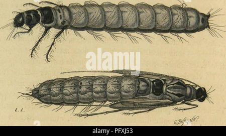 . MeÌtamorphoses mÅurs istinti et des insectes (insectes, myriapodes, arachnides, crustaceÌs). Insetti; insetti; Myriapoda; Arachnida; Crostacei. LES APPAREILS ET LES FUNZIONI A DE LA NUTRIZIONE. 129 parmi ]es NÃ©vroptÃ¨res, l'appareil trachÃ©en n'a plus d'orifizi extÃ©rieurs. C'est au moyen de certaines disposizioni organiques si)Ã©cialcs que l'aria arriva dans les trachÃ©es. Chez les ÃphÃ©mÃ¨res, des lamelles minces, ampia folioles sim-. l-ARVE ET NYMPHli AQUATIQUES. Â PHBYGANE {l'hryganea fiavicoi'NSI). torte lames ou Ã©troites et frangÃ©es, formÃ©es par des espansioni cutanÃ©es, sont attachÃ© Foto Stock