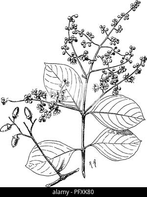 Questo lavoro fornisce un resoconto degli alberi, degli arbusti, degli scalatori legnosi, dei bambù e delle palme che si trovano nell'Impero indiano britannico, concentrandosi sulla famiglia Lythraceae e sulle caratteristiche di varie specie, come la Lagerstroemia. Foto Stock