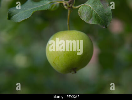 Mele Verdi appeso a un albero con foglie di colore verde Foto Stock