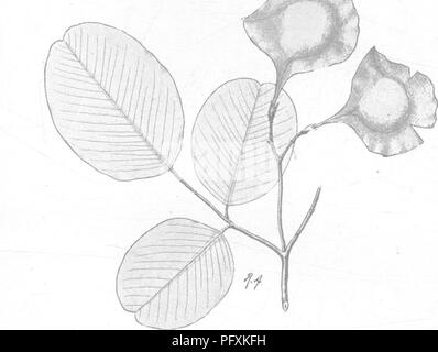 . Alberi indiano : un account di alberi, arbusti, woody scalatori, bambù e palme indigene o coltivati comunemente nel British impero indiano. Alberi. r^ 240 XLV. LEeUMINOS^ ., [Pterocarpiis mucronate, setoso-pubescent beneathj nonché petiolnle. Fl. in giallo semplice bruno-pubescent racemi ascellari. Pod 2^-3. diam., vellutato-pubescent. Decidui, sempreverdi e Eng foreste della Birmania superiore, Pegu e Tenasserim. A est del fiume Sitang, frequentemente associato con Teak (Brandis, Relazione sull'Attaran Foreste, 1860, par. 11). Fl. Aprile e Maggio. Specie 1-3 sono strettamente connesse e probabilmente sono o Foto Stock