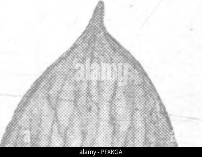 Questo lavoro fornisce un resoconto completo di alberi, arbusti e scalatori boscosi trovati nell'Impero indiano britannico, comprese le loro caratteristiche botaniche, la classificazione e gli usi. Foto Stock