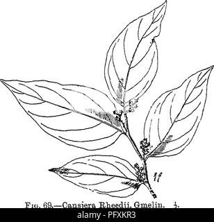 Questo riferimento botanico fornisce un resoconto di alberi, arbusti e piante legnose native o comunemente coltivate nell'Impero indiano britannico, tra cui specie come Schloepfia fragrans e altre flora regionale. Descrive le loro caratteristiche botaniche, la loro distribuzione e gli usi, offrendo informazioni sulla variegata vita vegetale dell'India e delle regioni limitrofe. Foto Stock