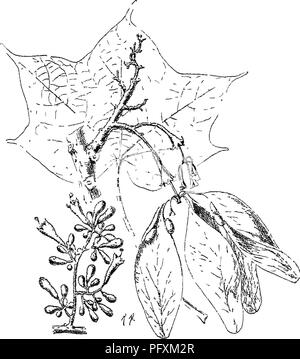 Questo libro offre un resoconto completo degli alberi, degli arbusti e delle piante legnose che si trovano nell'Impero indiano britannico, comprese descrizioni dettagliate di varie specie come la Sterculia e le sue caratteristiche. Fornisce informazioni sulla crescita delle piante, sulla struttura delle sementi e sulla distribuzione geografica, concentrandosi in particolare sulla flora del subcontinente indiano. Foto Stock