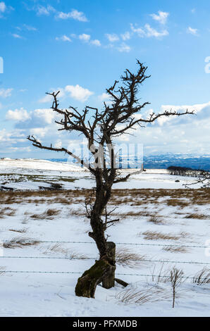 Divis e Black Mountain a piedi Belfast colline coperte di neve la fiducia della nazione Belfast Irlanda del Nord Foto Stock