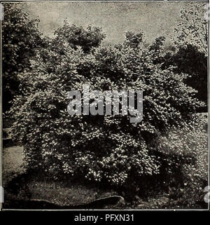 . Currie's farm e giardino : annuale di primavera 1914. Semi di fiori di cataloghi; lampadine (piante) Semi cataloghi; semi di ortaggi cataloghi; Vivai (orticoltura) cataloghi; piante ornamentali, cataloghi; attrezzature da giardinaggio e i cataloghi dei materiali di consumo. 113 letto di TOTING PIANTE DI HYDRANGEA PANICULATA GRANDIFLOEA. LIGUSTRXTM-ligustro. Una classe di sub-piante sempreverdi, parsimonioso e robusti in abitudine, adatto per il raggruppamento o per siepi. L. Ibotn-un eccellente copertura vegetale, anche prezioso come un singolo campione sul prato. Svolta di foglie di colore rosso scuro in autunno. Molto ardito. Ogni 35c; per doz. $3.50. L. Ovnlifolium-un prezioso hedge Foto Stock
