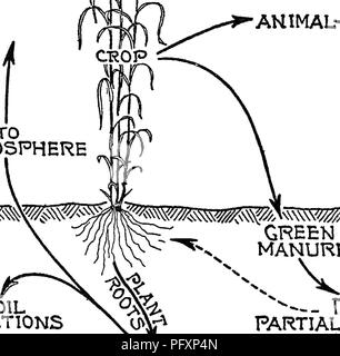 . La natura e le proprietà dei suoli; un collegio testo di edafologia. Suoli. Gli organismi del terreno 401 i dati sono espressi in libbre per l'acri e sono medie di dieci anni di sperimentazione. Il carbonio è stato perso come il bicarbonato, solo tracce di carbonati presenti. (Vedere tabella LXXXVIII, pagina 402). COg-^ esso f/^°2 AHIMAL- IN ATMOSFERA ^^m. Greco! Letame letame LE REAZIONI DEL TERRENO y Ra^RTIALLY decomposto lisciviazione biossido di perdite. Si prega di notare che queste immagini vengono estratte dalla pagina sottoposta a scansione di immagini che possono essere state migliorate digitalmente per la leggibilità - Colorazione e aspetto di questi illustra Foto Stock
