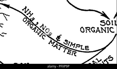 . La natura e le proprietà dei suoli; un collegio testo di edafologia. Suoli. •AMIMAL "^^'^^OREEN concimi chimici residui di raccolto 501L di materia organica. Si prega di notare che queste immagini vengono estratte dalla pagina sottoposta a scansione di immagini che possono essere state migliorate digitalmente per la leggibilità - Colorazione e aspetto di queste illustrazioni potrebbero non perfettamente assomigliano al lavoro originale. Lione, T. L. (Thomas Lyttleton), 1869-1938; Buckman, Harry Oliver, 1883-. New York, Macmillan Foto Stock