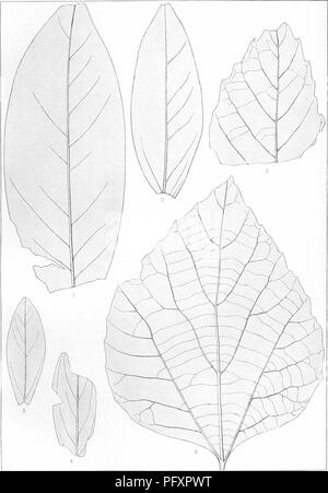 Questa collezione presenta la flora del Cretaceo del sud di New York e New England, evidenziando le specie vegetali del periodo Cretaceo come documentato nella U.S. Geological Survey Monograph. Include illustrazioni dettagliate di fossili di piante, che riflettono la vegetazione diversificata di quell'epoca, come ricercato da Charles Arthur Hollick. Foto Stock