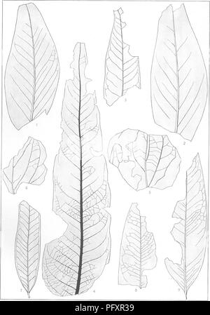 Questa monografia presenta la flora del Cretaceo del New York meridionale e del New England, concentrandosi sulla paleobotanica. Include illustrazioni dettagliate e descrizioni delle specie vegetali del periodo Cretaceo, fornendo informazioni sulla vita vegetale preistorica. Foto Stock