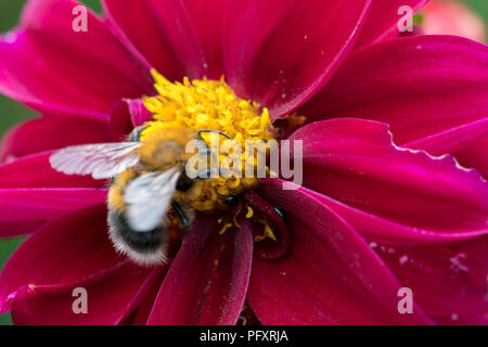 Extreme close up di un ape seduto su un fiore di colore viola Foto Stock