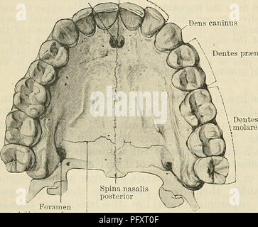 *Il Text-book of Anatomy* di Cunningham tratta descrizioni dettagliate dell'anatomia umana, tra cui il sistema digerente, le strutture linfatiche e i sistemi muscolari. Il testo fornisce informazioni sulle caratteristiche anatomiche del corpo umano con spiegazioni e illustrazioni chiare. Foto Stock