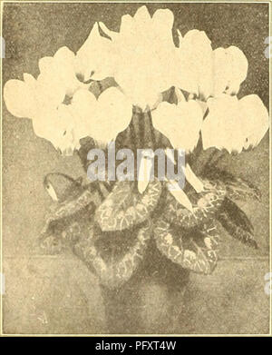 Currie's Farm and Garden Annual dalla primavera 1926 include un catalogo dettagliato di fiori, verdure e semi di piante ornamentali. Sono presenti vari tipi di ciclamini inglesi giganti, come Giganteum Cherry Ripe, Giganteum Brilliant e Giganteum Excelsior, con descrizioni del loro colore e delle dimensioni dei fiori. Questo catalogo fa parte di una risorsa completa per il giardinaggio. Foto Stock