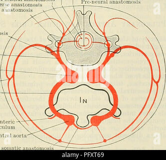 . Cunningham il libro di testo di anatomia. Anatomia. rami del somatiche arterie segmentale persistono come la mammaria interna e superiore ed inferiore arterie epigastrico. La scarti laterali dei rami ventrali sono rappresentati dalle arterie cutanee che accompagnano il laterale rami cutanei dei nervi spinali e il ramo laterale del settimo somatiche arteria intersegmental costituisce la maggior parte del gambo arteriosa dell'arto superiore. Il post-costale e post-trans- versetto anastomosi di solito scompaiono nel torace e regioni lombari, ma il post-costale occasionali anastomosi Foto Stock