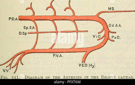 . Cunningham il libro di testo di anatomia. Anatomia. Le arterie segmentale e loro ANAS- TOMOSES. Fig. 840.-Schema del cefalica archi aortica e dell'segmentale Intersegmental e arterie nella regione di fronte all'ombelico. Post-costale anastomosi. Post-anastomosi trasversali. Pre-costale anastomosi. Primitivo aorta ventrale. 1, 2, 3, 4, 5, 6, 7, 8. Somatic intersegmental arterie. Arterie splancnico. Divisione ventrale di un intersegmental somatiche arteria. Il ramo di enterico ventrale diver- ticulum. Vitelline navi. Ventrale anastomosi somatiche. Ventrale anastomosi splancnico. C.A.A. Io ho Foto Stock