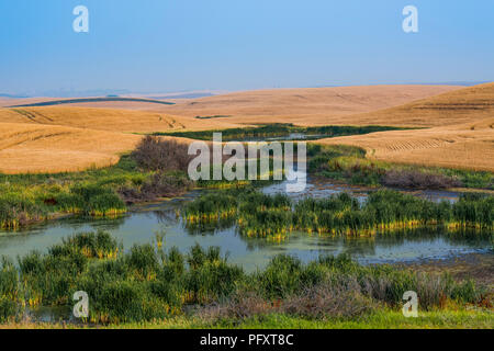 Prairie buca, Starland County, Alberta, Canada. Foto Stock